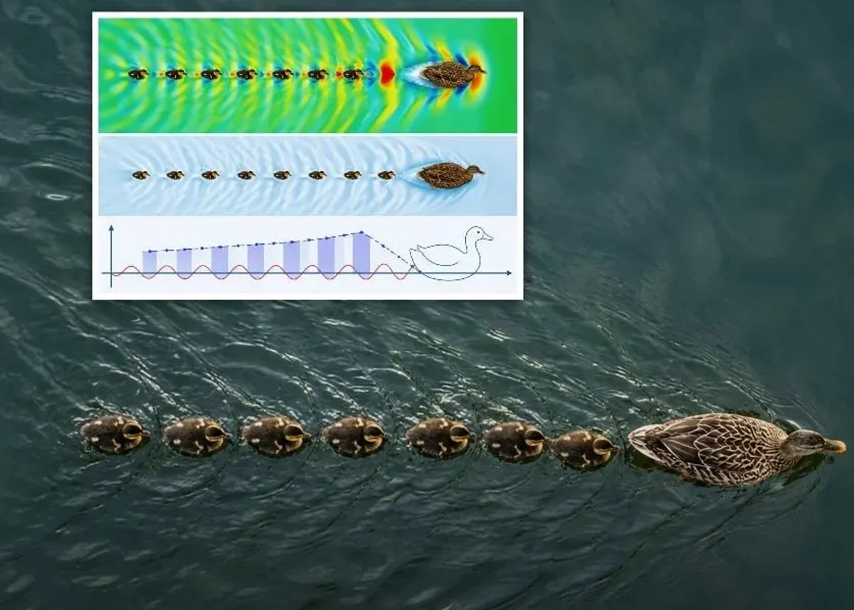 Riding the Wake: What Baby Ducks Can Teach Us About Leadership, Teamwork, and Smart Progress