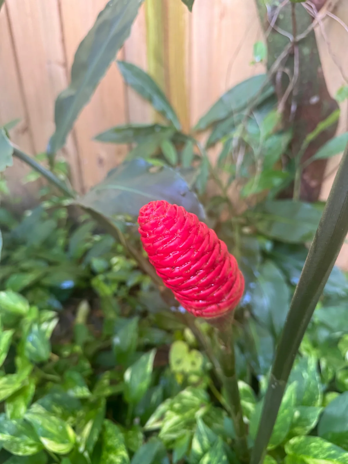 Backyard Apothecary ~ Plant Profile 01 ~ Pinecone Ginger (Zingiber zerumbet)