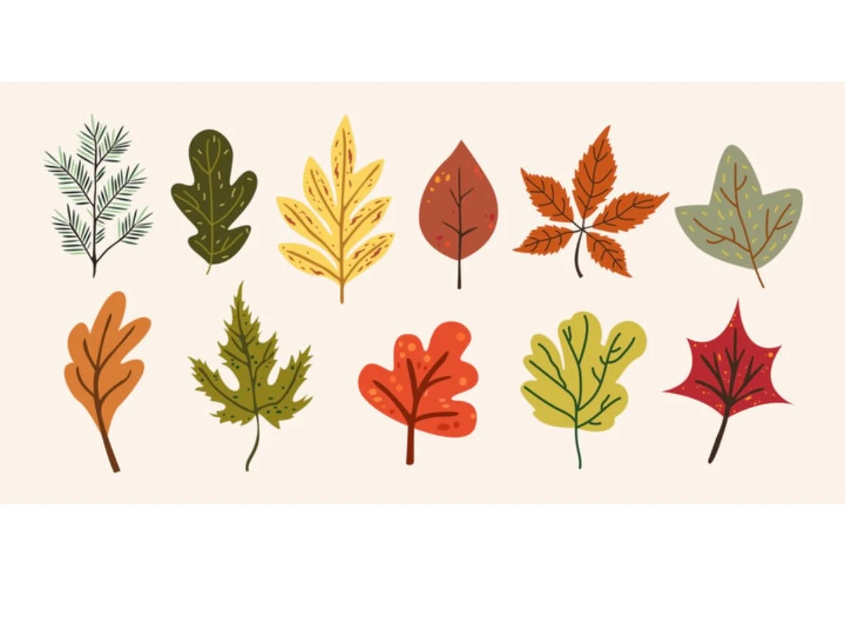 Fall Frenzy