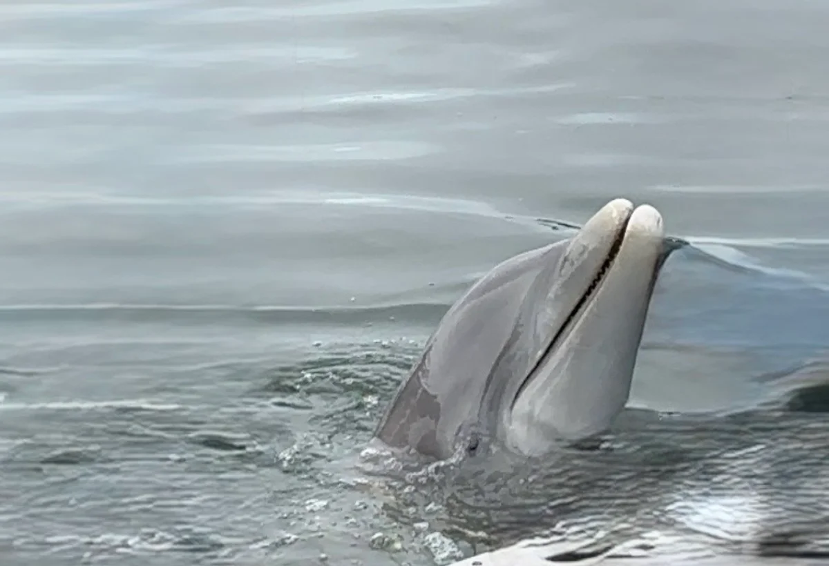 Swimming with Dolphins in the Florida Keys