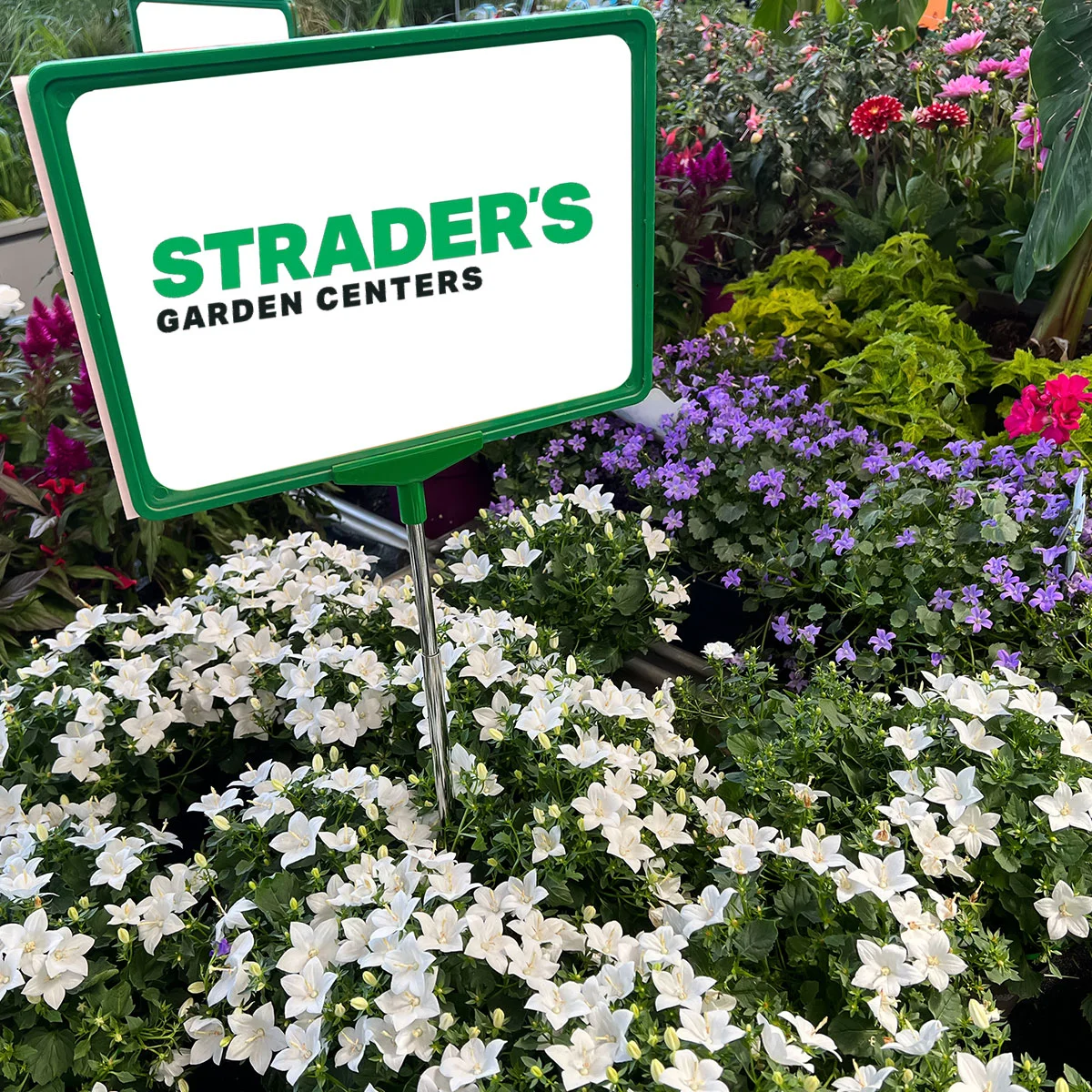 Strader’s Garden Centers