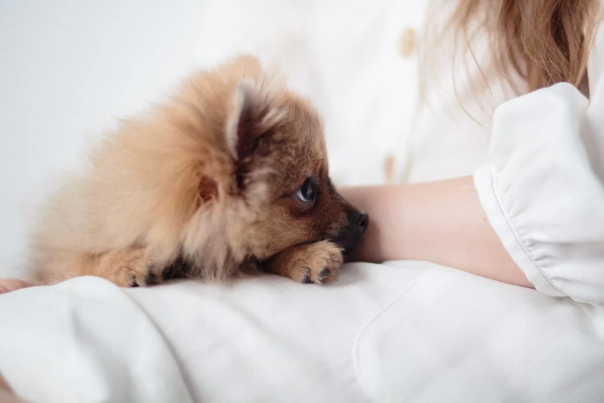 Petland Columbus | Puppies, Kittens & Family Pet Store