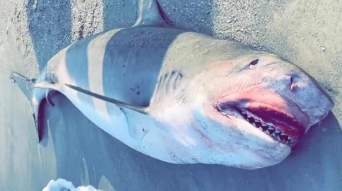 Indian Shores reels in shark-fishing ban